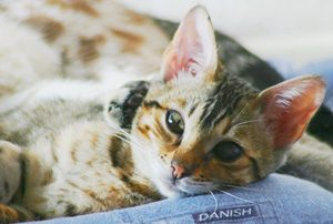 Essential oils and cat safety